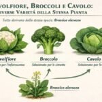 Molti non lo sanno, ma cavolfiore, broccoli e cavolo sono in realtà diverse varietà della stessa pianta